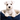 The Puppy Club - Sunday Social
